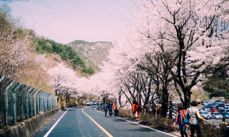 산꽃벚꽃마을 오토캠핑장 작은이미지